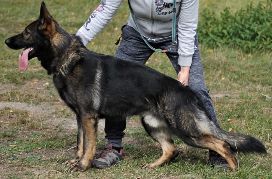 Zachycení Webu 12 11 2023 18265 Www.working Dog.com